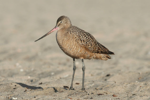 Marbled godwit